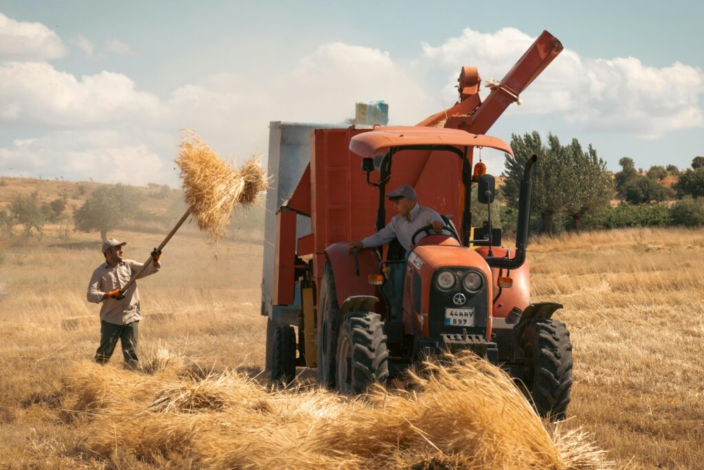 Two men using a tractor for wheat harvest in the fields of Arapgir, Türkiye.